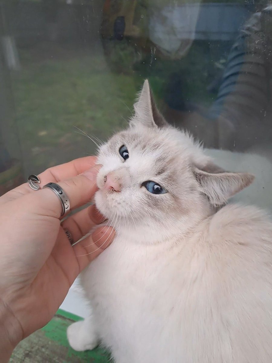 not_my_divisi0n's tweet image. Народ дуже сподіваюсь на силу твіттеру
Дано: 3 кота підлітка і 1 мале кошеня
Всі пацани старшим 4місяці, меншому півтора два місяці
Київ, довезу куди скажете
Віддам в добрі руки