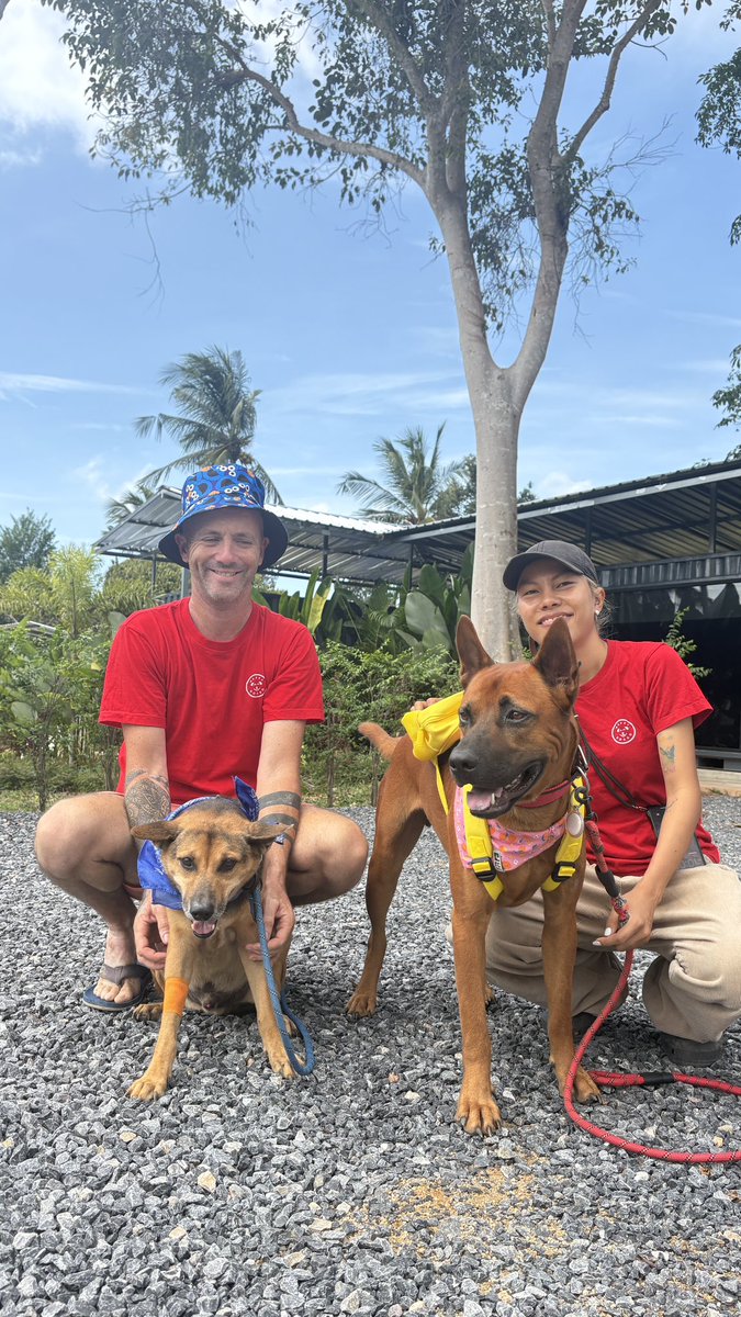 Niall Harbison tweet media