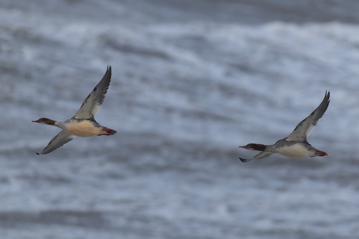 Some of the supporting cast to the Leach's petrels. The bonxie popped over the seawall right in front of me, passing by within 6ft, not quite enough time for me to react before it was flying away. The manx did better in the wind than the petrels, still struggling! <a href="/CAWOSBirding/">Cheshire & Wirral Ornithological Society</a>