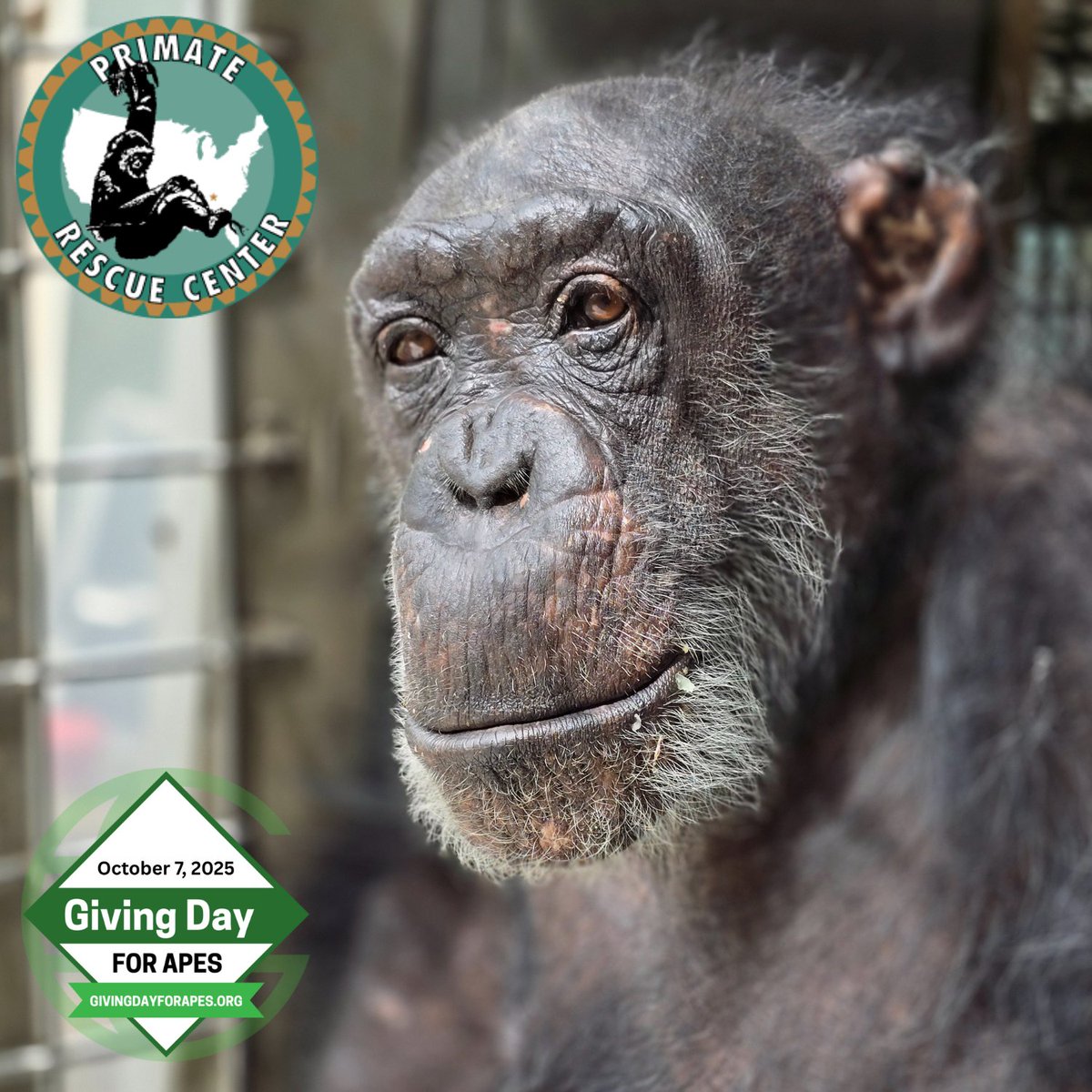 Coming up on Tuesday, October 7, the Primate Rescue Center needs your support during the Giving Day for Apes online fundraiser! Let our mission be your mission — to give primates in need a lifetime of sanctuary care. givingdayforapes.org/organization/P…