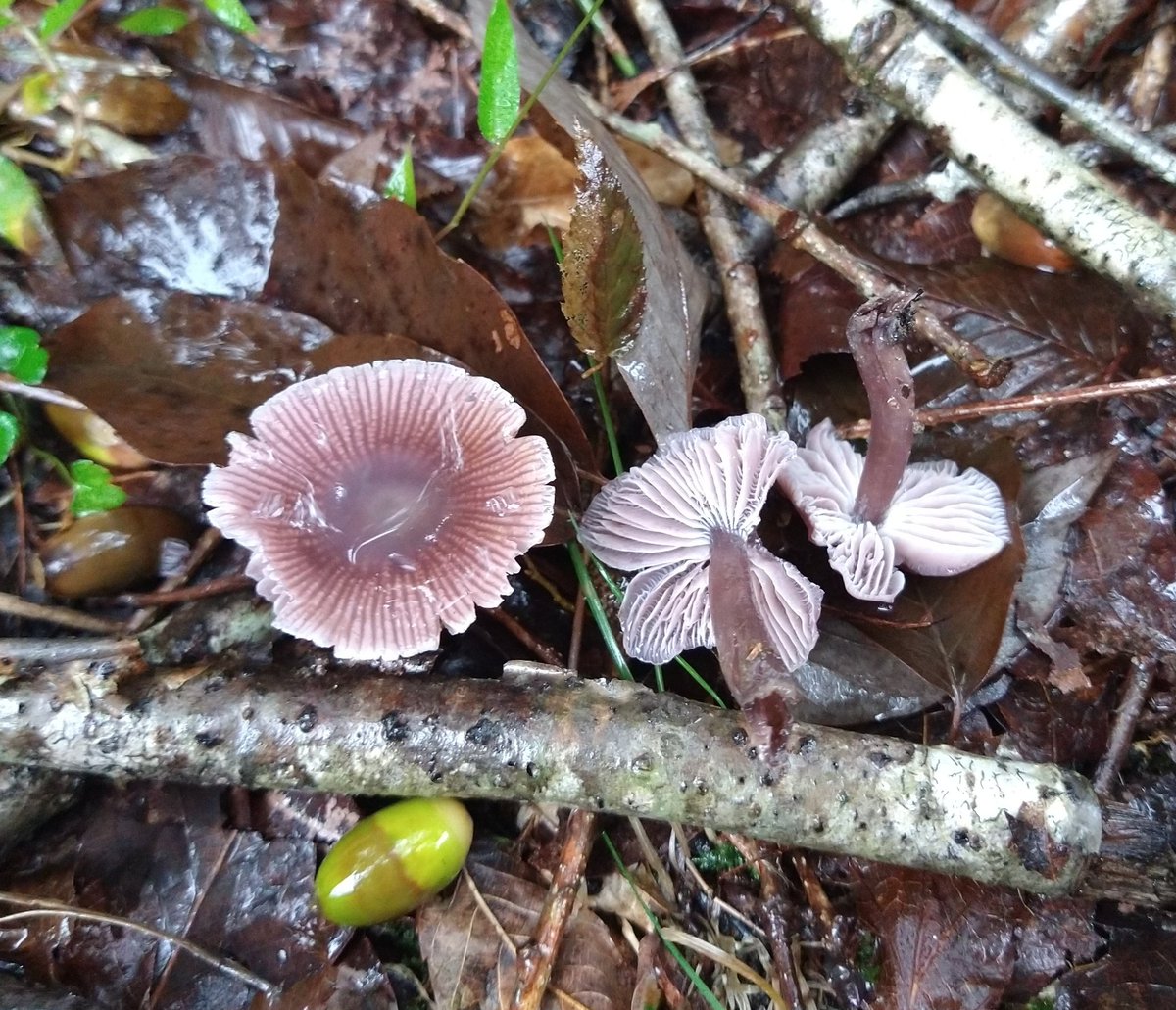 きのこ　ソックプー ハートランド ゾイック Nキャッツ トリートメントインシャンプー