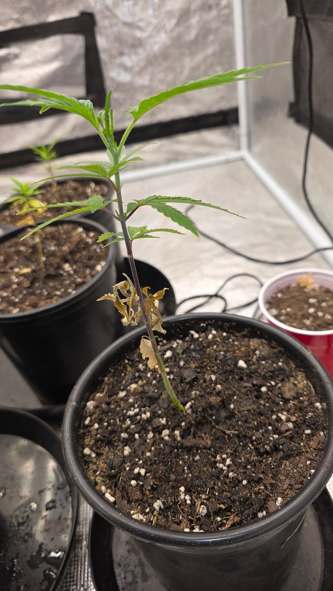 Kush KingWheez♐ tweet media