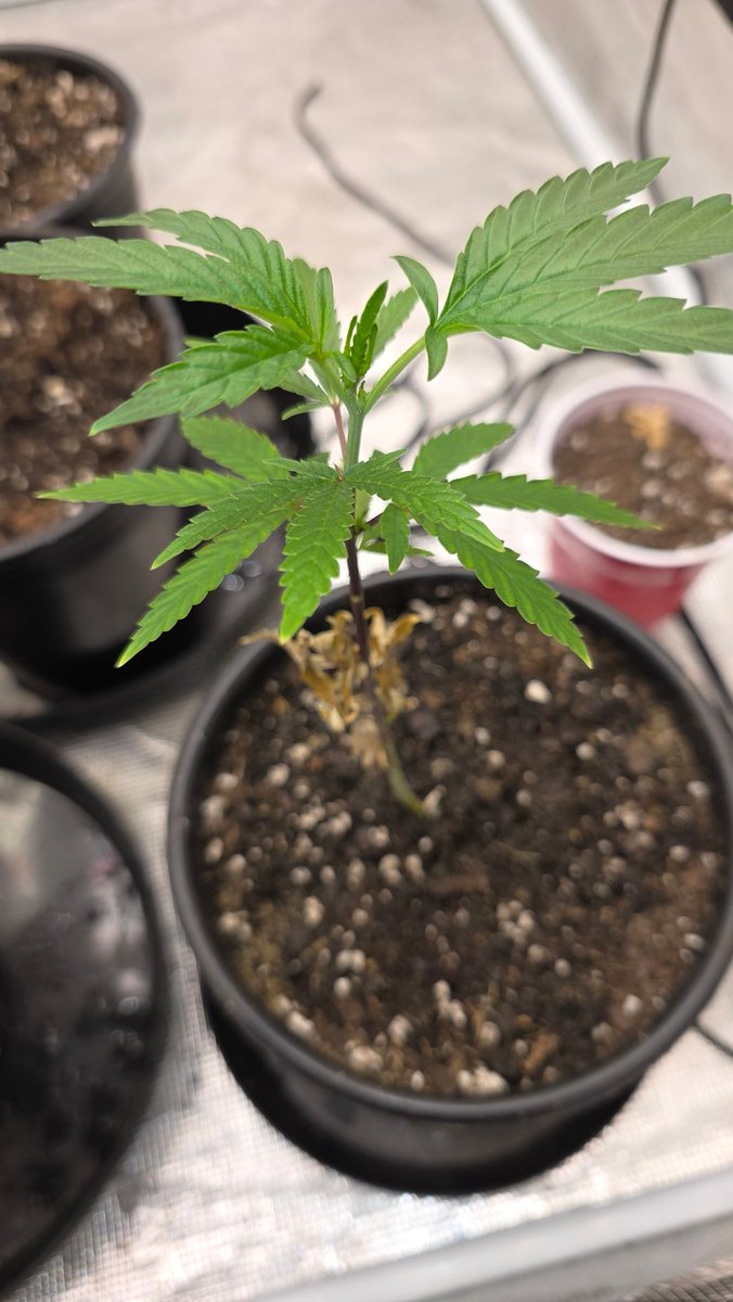 Kush KingWheez♐ tweet media