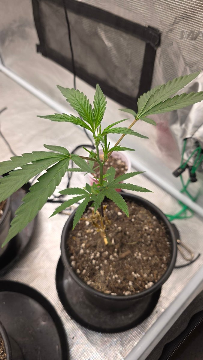 Kush KingWheez♐ tweet media