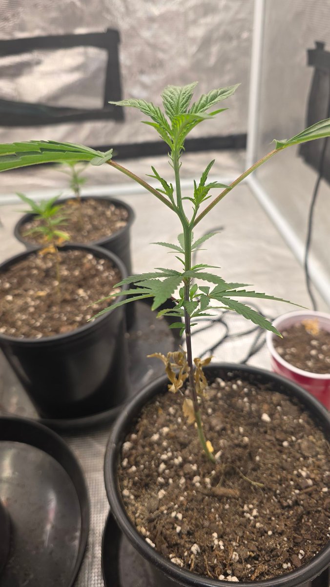 Kush KingWheez♐ tweet media