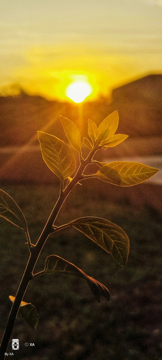 swordsnhammer's tweet image. #Backlit #photograph