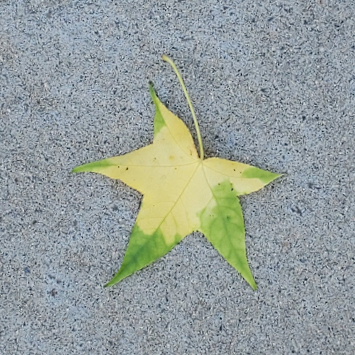 Donna Bunce tweet media