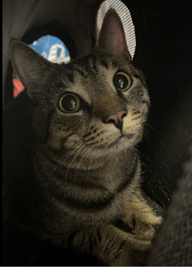 JLthekid9999's tweet photo. ๐๐ LEGEND, 2 YO, MALEโ IN MANHATTAN ACC - came into the shelter as an owner surrender on 9/8/2025, with the surrender reason stated as person health - allergies. ๐๐ ๐ฟ ๐ฟ ๐ฟ ๐ฟ
โก๏ธTBD 10/7/25
โก๏ธ NEW HOPE RESCUE PARTNER ONLY
โก๏ธ TOO LOW ON PLEDGES TO STIMULATE RESCUE INTEREST
โก๏ธ๐๐ 7th Chance on Emergency Placement List โ ON BORROWED TIME โ SHELTER AT CAPACITY- NOW IS THE TIME TO ACT/HELP LEGEND- HIGHEST EU/SILENT KILL RISK โ๐๐ ๐ฑ๐ฅ๐ฅ๐ฑ
โก๏ธ 28 DAYS IN SHELTER โ TOO LONG -TIME IS RUNNING OUT
โก๏ธ LEGEND IS ON THE EPL FOR BEHAVIORAL REASONS - He is not thriving in the care center and continues to display distance-increasing behavior when approached for interactions. He has not warmed up despite staff using treats to build a positive association. This designation often means that the cat will be given very little time for rescue/foster/adoption. ๐ฅ๐ฅ๐ฅ๐ฅ
A volunteer writes: Legends are human (or cat, as the case may be) so it's progress over perfection as they maintain and we admire their legendary status. Legend was brought to us without a whole lot of information and he's told us repeatedly that the Care Center isn't the place for him to shine as he's meant to. When I introduced myself to Legend, he told me as much before returning to his den. He's the type of cat who prefers a pet with your eyes, not with your hands approach as he gets used to his new normal and, of course, being a legend. Even legends like Legend need a place to call home, so we hope you'll offer yours to him as he finds his way. โค๏ธ ๐ปโค๏ธ ๐ปโค๏ธ ๐ป
NEEDS OUT OF SHELTER ASAP โ
Please RT or pledge, if you can, to save this little one.
@AdamsPaulGrimke
๐๐ฟ๐Thank you