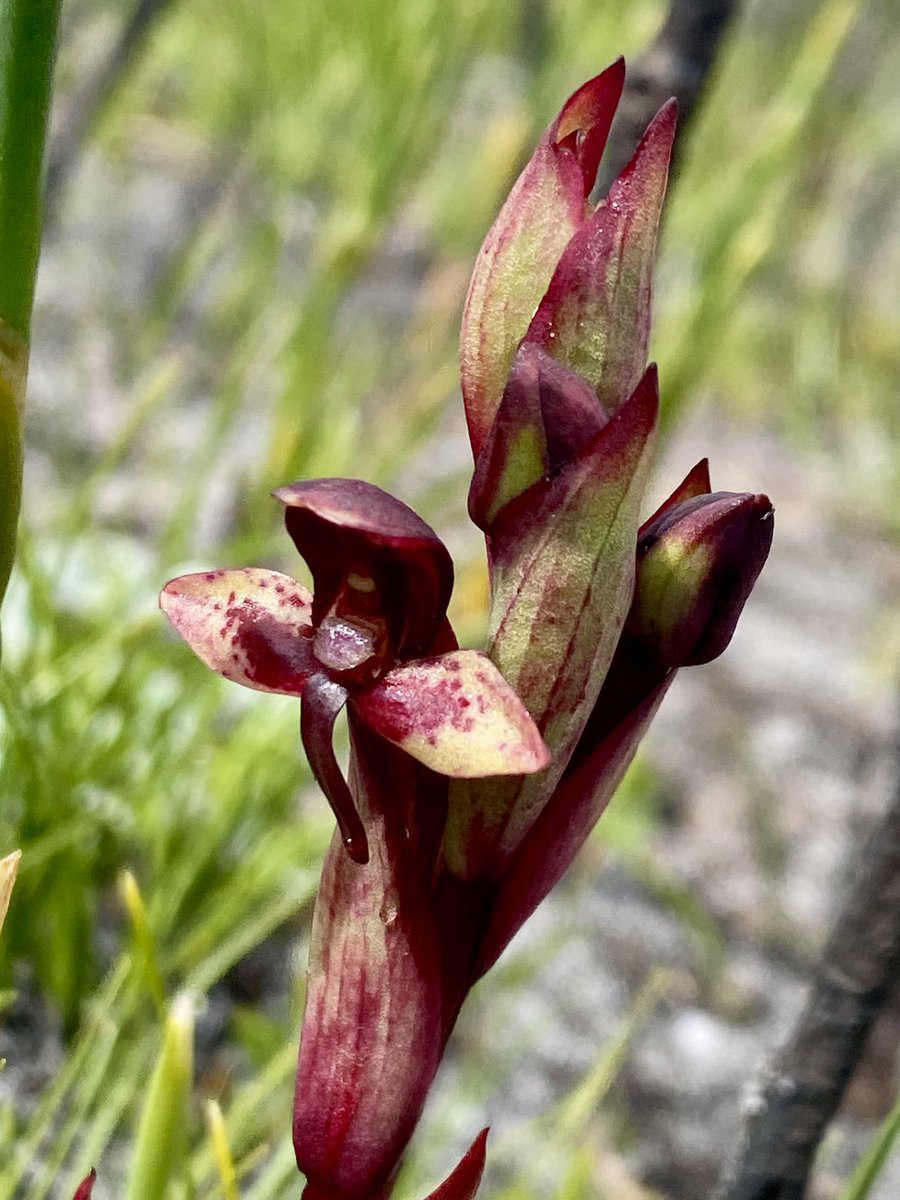 Cilnette tweet media