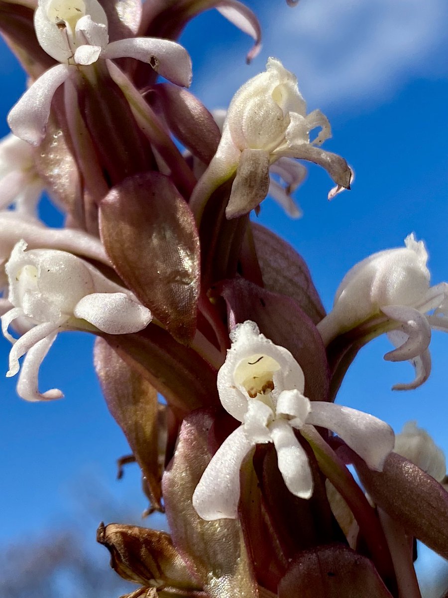 Cilnette tweet media