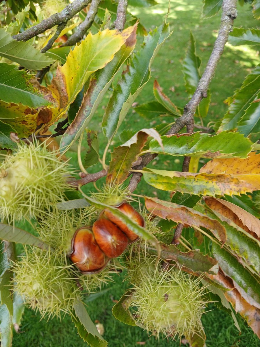 🌰 “The branches on the old sweet chestnut tree are nearly touching the ground with the weight of the nuts — never seen so many!”
A wonderful observation from Brian, one of our fabulous volunteers 🍂
#BishtonHall #AutumnHarvest #SweetChestnuts #AutumnAtBishton #Volunteers