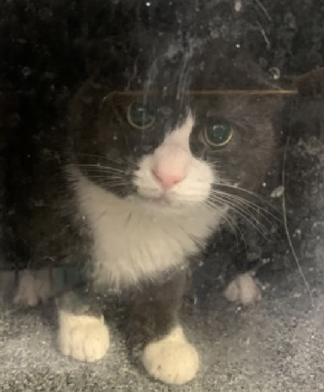 JLthekid9999's tweet photo. 🆘🆘 LEO, 1 YO, MALE –  IN MANHATTAN ACC - came into the shelter as an agency on 9/8/2025.    🆘🆘 😿 😿 😿 😿

➡️TBD 10/7/25

➡️ JUST A BABY

➡️ TOO LOW ON PLEDGES TO STIMULATE RESCUE INTEREST

➡️🆘🆘 4TH  Chance on Emergency Placement List – BEYOND URGENT -  NO ROOM IN SHELTER – WILL NOT BE GIVEN MUCH MORE TIME – VERY HIGH EU/SILENT KILL RISK – 🆘🆘 😱🔥🔥😱

➡️ 85 DAYS IN SHELTER – TOO LONG – TIME IS RUNNING OUT

➡️ LEO IS ON THE EPL FOR BEHAVIORAL REASONS - He is not thriving in the care center and continues to display distance-increasing behavior when approached for interactions. He has not warmed up despite staff using treats to build a positive association. This designation often means that the cat will be given very little time for rescue/foster/adoption. 🔥🔥🔥🔥

For a New Family to Know: Leo is described as a couch potato, affectionate, and prefers contact on his own terms. He would spend most time in the bathroom sink. Leo likes to chase and pounce on toys. He would rarely get interactive playtime. Leo enjoys scratching on carpet and fabric. He was fed dry food. Leo loved when the older kids in the home would baby him, like scratching his belly and carrying him around. He is known to like water and join the kids baths at times. ❤️ 😻❤️ 😻❤️ 😻

NEEDS OUT OF SHELTER ASAP –

Please RT or pledge, if you can, to save this little one.

@AdamsPaulGrimke

💔😿🙏Thank you