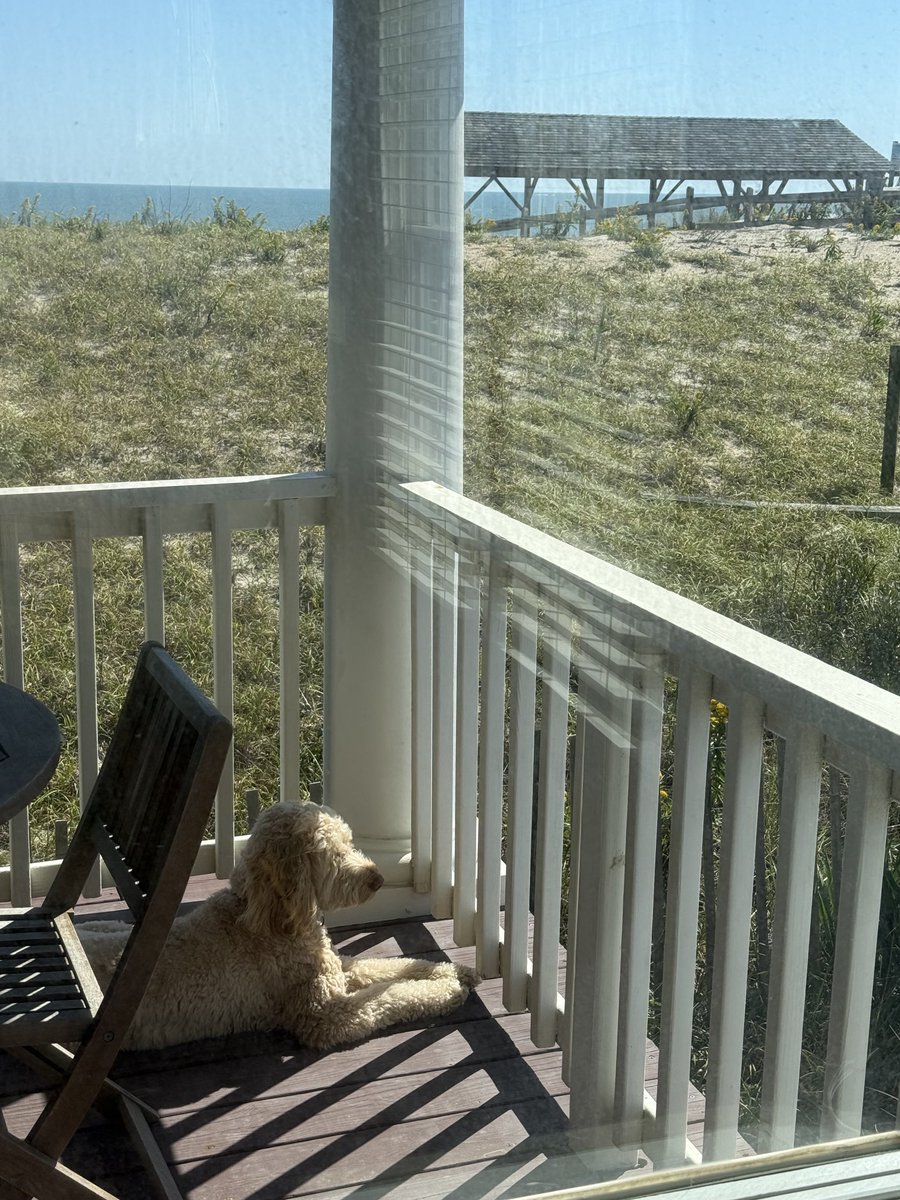 Rusty loves to people watch…and bark at the occasional visit from a canine friend 🦮