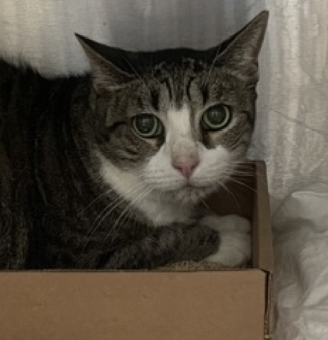 JLthekid9999's tweet photo. 🆘🆘 BUJULITO (ID 236596), 8 YO, FEMALE –  IN QUEENS ACC - came into the shelter as an owner surrender on 9/12/2025, with the surrender reason stated as not a fit - too many animals already.   🆘🆘 😿 😿 😿 😿

➡️TBD 10/7/25

➡️ SENIOR ALERT

➡️ MEDICAL PRIORITY – NEEDS MORE CARE AND ATTENTION THAN THE SHELTER CAN PROVIDE.

➡️ TOO LOW ON PLEDGES TO STIMULATE RESCUE INTEREST

➡️ 🆘🆘  2ND Chance on Emergency Placement List – VERY URGENT – 🆘🆘 😱🔥🔥😱

➡️ 24 DAYS IN SHELTER – TOO LONG – TIME IS RUNNING OUT

➡️ BUJULITO IS ON THE EPL FOR MEDICAL REASONS - Bujulito has had elevated liver values on bloodwork in shelter. They have been rechecked and remain high. She would benefit from additional diagnostics including an abdominal ultrasound with placement. Behaviorally, she is fearful and prefers not to be handled by medical staff. This evaluation/diagnosis means that BUJULITO will be given very little time for rescue/foster/adoption.🔥🔥🔥🔥

For a New Family to Know: She is a sweet, playful and active lap cat who prefers contact on her own terms. She likes things that crinkle and scratching on rope, wood and cardboard surfaces. She eats both wet and dry food preferably Friskies brand and her favorite treats are Temptations.  ❤️ 😻❤️ 😻❤️ 😻

NEEDS OUT OF SHELTER ASAP –

Please RT or pledge, if you can, to save this little one.

@AdamsPaulGrimke

💔😿🙏Thank you