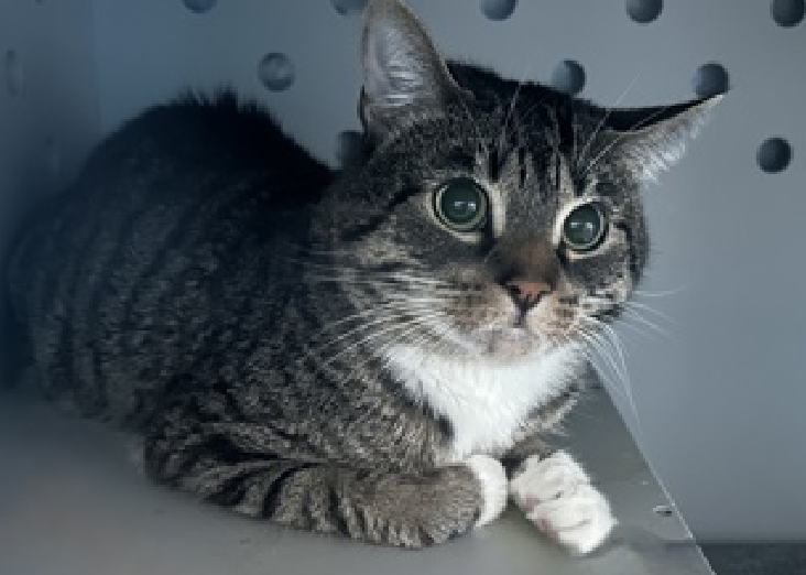JLthekid9999's tweet photo. ๐๐ PEPPER (ID 235953), 2 YO, MALEโ IN QUEENS ACC - came into the shelter as an aco - owner surrender on 9/5/2025, with the surrender reason stated as animal behavior - aggressive towards people. ๐๐ ๐ฟ ๐ฟ ๐ฟ ๐ฟ
โก๏ธTBD 10/7/25
โก๏ธ TOO LOW ON PLEDGES TO STIMULATE RESCUE INTEREST
โก๏ธ ๐๐ 2ND Chance on Emergency Placement List โ VERY URGENT โ ๐๐ ๐ฑ๐ฅ๐ฅ๐ฑ
โก๏ธ 28 DAYS IN SHELTER โ TOO LONG โ TIME IS RUNNING OUT
โก๏ธ PEPPER IS ON THE EPL FOR BEHAVIORAL REASONS - He is not thriving in the care center and continues to display distance-increasing behavior when approached for interactions. His owner describes him as an active and playful cat that likes to spend most of his time in the living room. He has not warmed up in the care center despite staff using treats to build a positive association. This designation often means that the cat will be given very little time for rescue/foster/adoption. ๐ฅ๐ฅ๐ฅ๐ฅ
A volunteer writes: Like many of us, Pepper has big feelings and also like many of us, he doesn't always know what to do with them. In Pepper's previous home, he tried to make little projects for himself, which likely struck him as very good ideas. Still, Pepper enjoys being affectionate, playful, and active with a ready supply of snacks. Adjusting to shelter life hasn't come to Pepper so easily and though he's always happy to partake in a treat or two, we've yet to see the dynamic little kitty inside. Pepper could use a helping hand and a patient family who wants to give him a chance. โค๏ธ ๐ปโค๏ธ ๐ปโค๏ธ ๐ป
NEEDS OUT OF SHELTER ASAP โ
Please RT or pledge, if you can, to save this little one.
@AdamsPaulGrimke
๐๐ฟ๐Thank you
