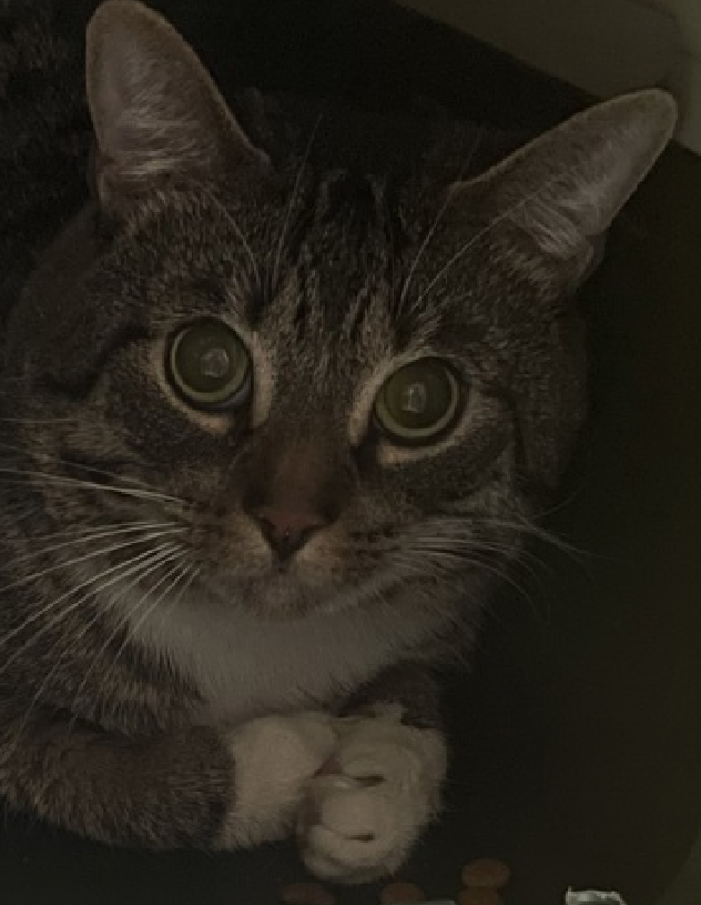 JLthekid9999's tweet photo. ๐๐ PEPPER (ID 235953), 2 YO, MALEโ IN QUEENS ACC - came into the shelter as an aco - owner surrender on 9/5/2025, with the surrender reason stated as animal behavior - aggressive towards people. ๐๐ ๐ฟ ๐ฟ ๐ฟ ๐ฟ
โก๏ธTBD 10/7/25
โก๏ธ TOO LOW ON PLEDGES TO STIMULATE RESCUE INTEREST
โก๏ธ ๐๐ 2ND Chance on Emergency Placement List โ VERY URGENT โ ๐๐ ๐ฑ๐ฅ๐ฅ๐ฑ
โก๏ธ 28 DAYS IN SHELTER โ TOO LONG โ TIME IS RUNNING OUT
โก๏ธ PEPPER IS ON THE EPL FOR BEHAVIORAL REASONS - He is not thriving in the care center and continues to display distance-increasing behavior when approached for interactions. His owner describes him as an active and playful cat that likes to spend most of his time in the living room. He has not warmed up in the care center despite staff using treats to build a positive association. This designation often means that the cat will be given very little time for rescue/foster/adoption. ๐ฅ๐ฅ๐ฅ๐ฅ
A volunteer writes: Like many of us, Pepper has big feelings and also like many of us, he doesn't always know what to do with them. In Pepper's previous home, he tried to make little projects for himself, which likely struck him as very good ideas. Still, Pepper enjoys being affectionate, playful, and active with a ready supply of snacks. Adjusting to shelter life hasn't come to Pepper so easily and though he's always happy to partake in a treat or two, we've yet to see the dynamic little kitty inside. Pepper could use a helping hand and a patient family who wants to give him a chance. โค๏ธ ๐ปโค๏ธ ๐ปโค๏ธ ๐ป
NEEDS OUT OF SHELTER ASAP โ
Please RT or pledge, if you can, to save this little one.
@AdamsPaulGrimke
๐๐ฟ๐Thank you