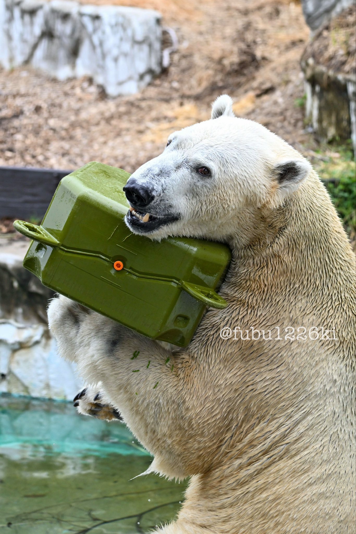 2010 ホッキョクグマ プレート 希少 アニア AS-10 ホッキョクグマ