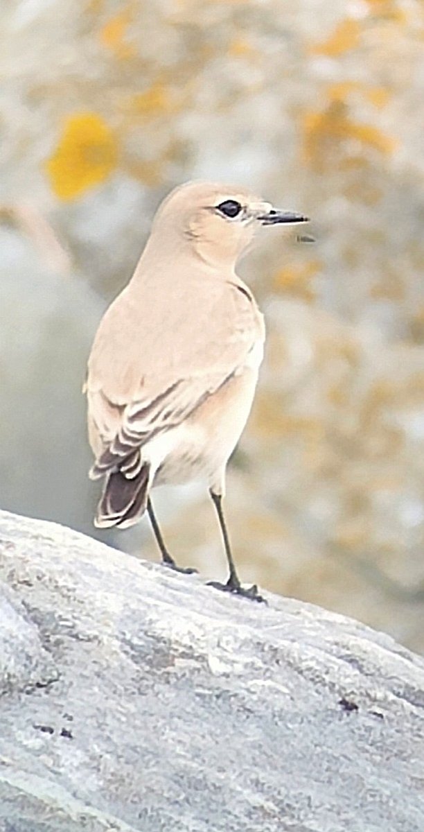 Francis O'Connell tweet media