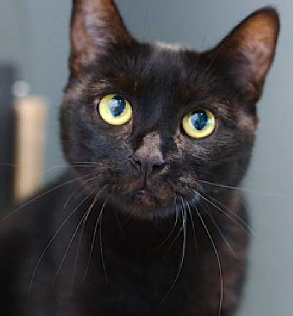 JLthekid9999's tweet photo. 🆘🆘 HONEY BEE (ID 236404), 8 YO,  –  IN ACC - came into the shelter as an  agency on 9/10/2025.    🆘🆘 😿 😿 😿 😿

➡️TBD 10/7/25

➡️ SENIOR ALERT

➡️ NEW HOPE RESCUE PARTNER ONLY

➡️ TOO LOW ON PLEDGES TO STIMULATE RESCUE INTEREST

➡️ 🆘🆘  2ND Chance on Emergency Placement List – VERY URGENT – 🆘🆘 😱🔥🔥😱

➡️ 26 DAYS IN SHELTER – TIME IS RUNNING OUT

➡️ HONEY BEE IS ON THE EPL FOR BEHAVIORAL REASONS -She is not thriving in the care center and continues to display distance-increasing behavior when approached for interactions. She has not warmed up despite staff using treats to build a positive association.  This designation often means that the cat will be given very little time for rescue/foster/adoption. 🔥🔥🔥🔥

A volunteer writes: Welcoming me to her condo with some very heartfelt nuzzles, Honey Bee hopped onto her condo perch to review what just happened. Nuzzles, headbutts, chin rubs, those are completely on the up and up, but Honey Bee needed a moment to think about it. No problem. I sat down to wait for her inquiry results but before I could, Honey Bee hopped back down and returned to her nuzzles, seeming to apologize for all the moments that passed without one. Honey Bee's thoughtful approach to shelter life makes sense because she's been through some big changes recently and finding her footing is a work in progress. Thankfully Honey Bee loves our collection of toys and is always ready to have a little treat, but sometimes making new friends can be confusing. She'd emphatically nuzzle my hand and then hop up to her condo perch before coming down to do it all over again. Honey Bee doesn't love the Care Center, but wants you to know that she's trying her best to find you. ❤️ 😻❤️ 😻❤️ 😻

NEEDS OUT OF SHELTER ASAP –

Please RT or pledge, if you can, to save this little one.

@AdamsPaulGrimke

💔😿🙏Thank you