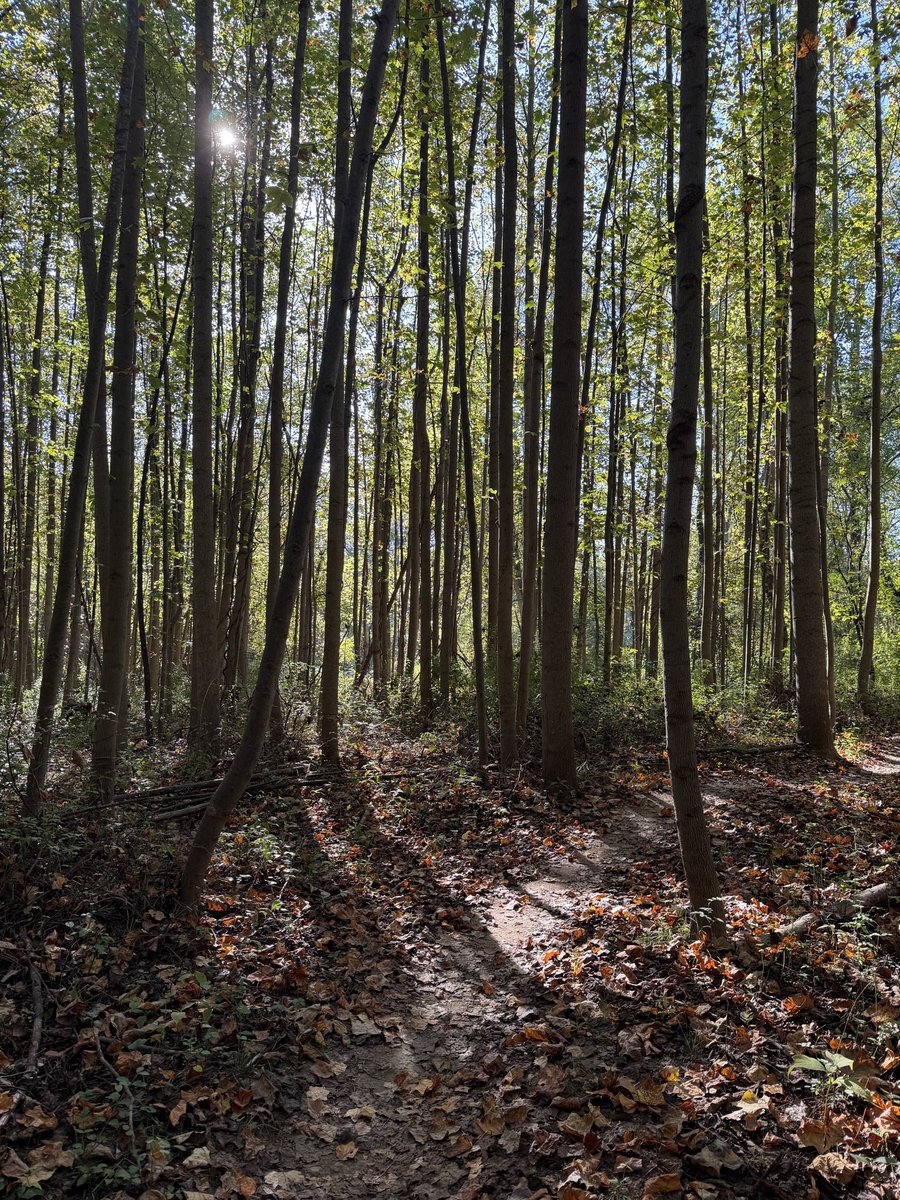horsethem's tweet photo. Calm 3.6 miles in a beautiful enchanted forest to start my day :D https://t.co/X4pSdiX7mm