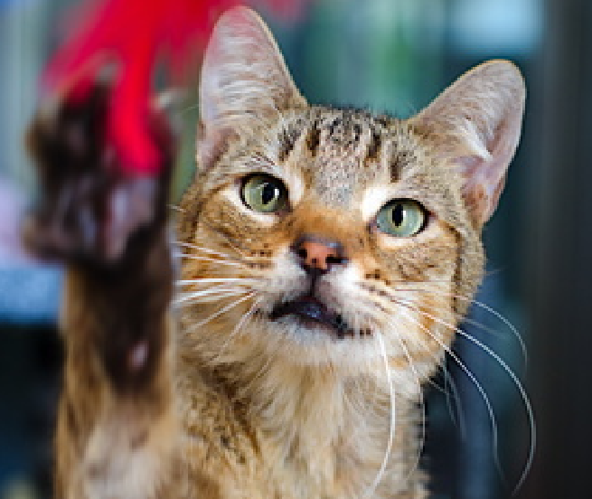 JLthekid9999's tweet photo. 🆘🆘 SALMON (ID 234883), 3 YO, MALE –  IN QUEENS ACC - came into the shelter as an aco - impound on 8/22/2025, with the surrender reason stated as person circumstance- eviction.   🆘🆘 😿 😿 😿 😿

➡️TBD 10/7/25

➡️ MEDICAL PRIORITY – NEEDS MORE CARE AND ATTENTION THAN THE SHELTER CAN PROVIDE.

➡️ TOO LOW ON PLEDGES TO STIMULATE RESCUE INTEREST

➡️ 🆘🆘  2ND  Chance on Emergency Placement List – VERY URGENT – 🆘🆘 😱🔥🔥😱

➡️ 46 DAYS IN SHELTER – TOO LING – TIME IS RUNNING OUT

➡️ SALMON IS ON THE EPL FOR MEDICAL REASONS - Salmon has had a persistent URI in shelter and has not responded to treatment. He also has dermatitis that is not resolving with treatment. Salmon would benefit from placement outside the shelter in a low stress environment. He will need follow up veterinary care for his URI, dermatitis, and dental disease. This evaluation/diagnosis means that SALMON will be given very little time for rescue/foster/adoption.🔥🔥🔥🔥

A volunteer writes: Can you come look at Salmon's outfit real quick? He just wants to look nice for the party and this is the only one he has. He knows his coat may not be the shiniest and yes, it's a little patchy in places, but on the inside where it counts the most, he glitters. Salmon's been trying his best to get an invitation to said party and luckily he puts himself out there with the confidence of the best looking one in the room! When someone walks by his condo without saying hi, Salmon believes they must've made a mistake and starts bouncing and chirping out loud and clear that he's just right here! This is Salmon, our very eager and happy boy who only wants to please be remembered and considered for who he is. Always fun and up for whatever, he nearly walks right out onto our chests to cuddle and also in hopes of catching that pipe cleaner feather. We know it isn't quite the same as having a family, but we know the family, and the party, that he's been looking for are just around the corner. ❤️ 😻❤️ 😻❤️ 😻

NEEDS OUT OF SHELTER ASAP –

Please RT or pledge, if you can, to save this little one.

@AdamsPaulGrimke

💔😿🙏Thank you