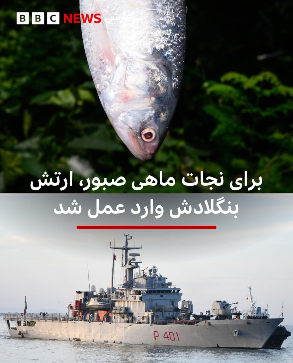 ModhejiA's tweet image. ماهی صبور(Tenualosa ilisha) محبوب ترین غذا و برند خوراک #خوزستان، سالهاست بعلت گرانی، صید بی رویه و صادرات تبدیل به رؤیا شده.
حالا #بنگلادش برای حفاظت از این ماهی ناو و بالگردهای ارتش را بکار بسته. اگر خوزستانی باشی میفهمی ارتش بنگلادش داره مفیدترین کاردنیا رو انجام میده😋