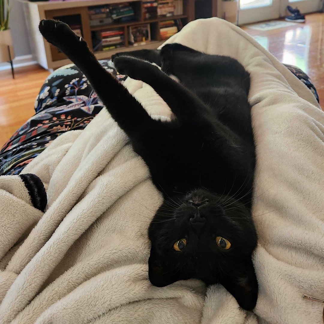 In Whiskerwood, and in life, you must do whatever it takes to appease your cat overlords. 

Here's mine. Show me yours!