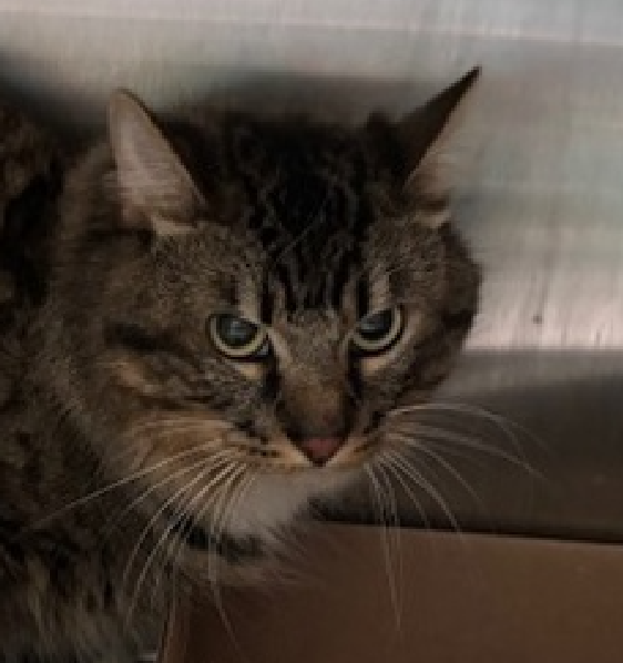 JLthekid9999's tweet photo. ππ ZEUS (ID 235965), 2 YO, MALEβ IN QUEENS ACC - came into the shelter as an owner surrender on 9/5/2025, with the surrender reason stated as person circumstance- moving - out of country. ππ πΏ πΏ πΏ πΏ
β‘οΈTBD 10/7/25
β‘οΈ NEW HOPE RESCUE PARTNER ONLY
β‘οΈ TOO LOW ON PLEDGES TO STIMULATE RESCUE INTEREST
β‘οΈ ππ 2ND Chance on Emergency Placement List β VERY URGENT β ππ π±π₯π₯π±
β‘οΈ 31 DAYS IN SHELTER β TOO LONG β TIME IS RUNNING OUT
β‘οΈ ZEUS IS ON THE EPL FOR BEHAVIORAL REASONS -He is not thriving in the care center and continues to display distance-increasing behavior when approached for interactions. His owner describes him as a friendly, affectionate, quite, lazy, independent cat. He has not warmed up despite staff using treats to build a positive association. This evaluation/diagnosis means that will be given very little time for rescue/foster/adoption. π₯π₯π₯π₯
For a New Family to Know: He is a friendly, affectionate, quite, lazy, independent cat. He prefers contact on his own terms. He spends most of his time in the bedroom, in the living room, and at the window. He loves toys that crinkle, and will fetch small toys/objects. In his previous home he received interactive play twice a day. β€οΈ π»β€οΈ π»β€οΈ π»
NEEDS OUT OF SHELTER ASAP β
Please RT or pledge, if you can, to save this little one.
@AdamsPaulGrimke
ππΏπThank you