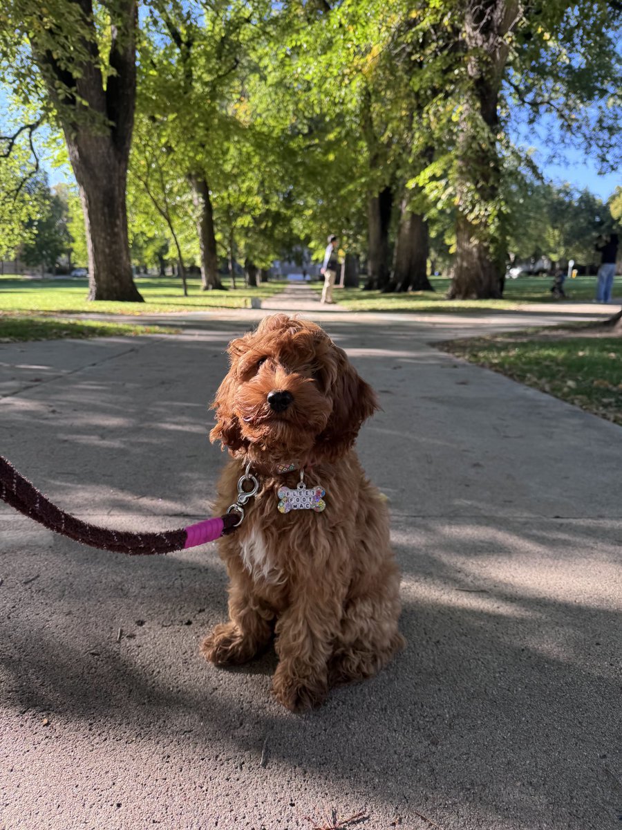 seeksboston26mi's tweet image. My granddog. Ms Mac.
#dogsoftwitter #dogsofX