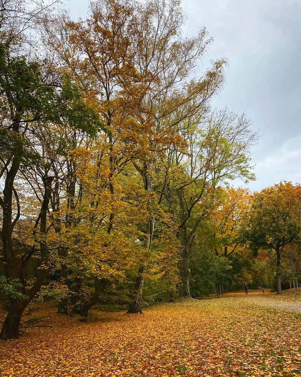 hanalee03108's tweet photo. Golden leaves, crisp air, and perfect light. Fall is officially in full swing! 🍁🍂☀️ #AutumnVibes #FallFoliage #GoldenHour #NaturePhotography https://t.co/fsOLJke5gq