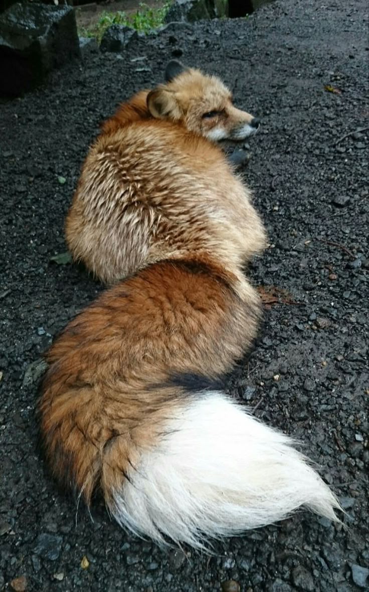 TheFoxLife's tweet image. 