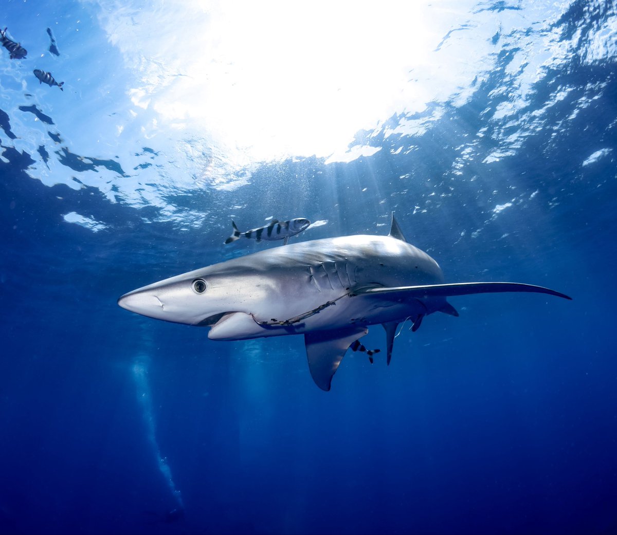 I truly believe your day will be better with more blue sharks in it.