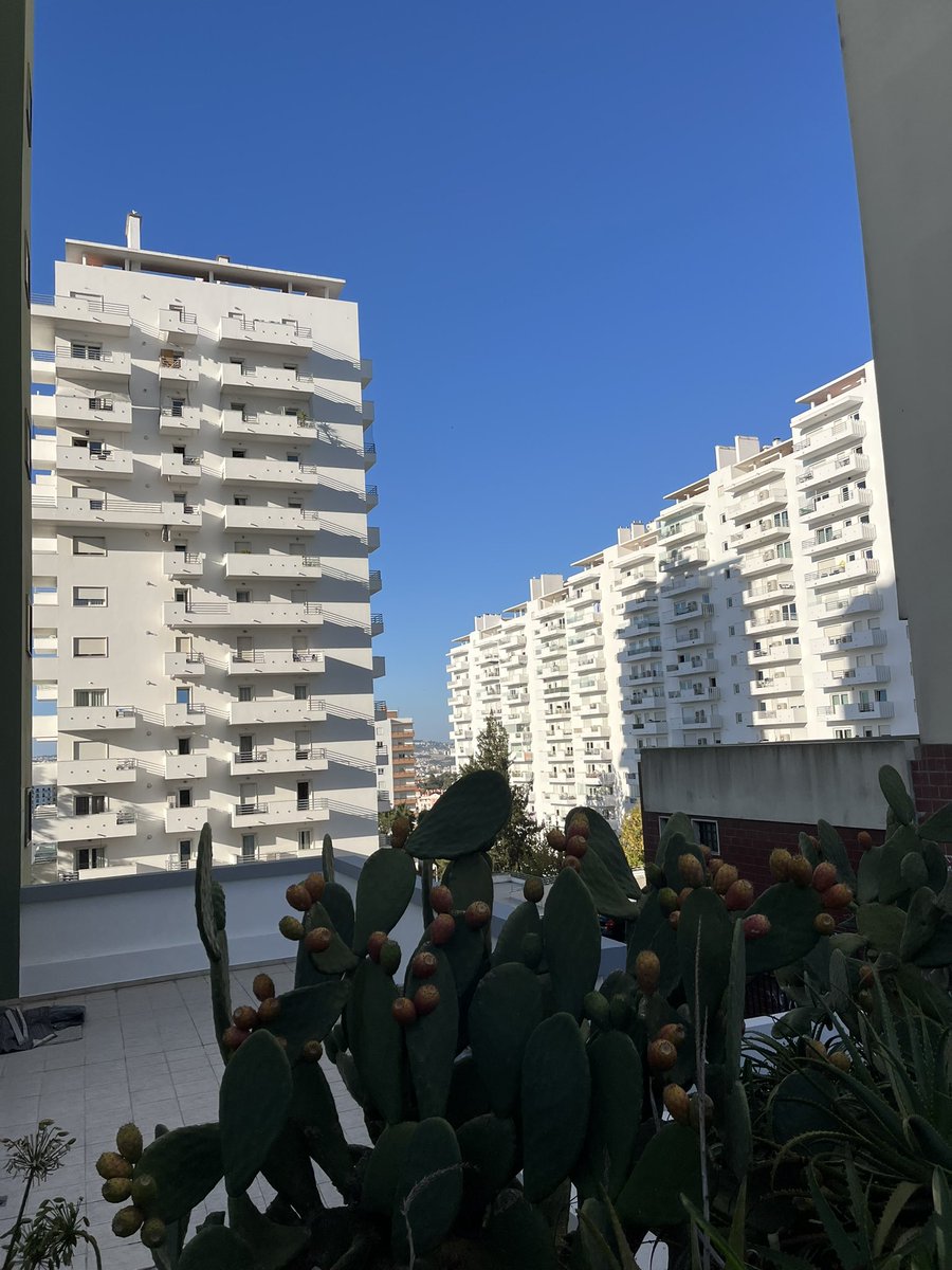 E na selva de betão, uma saudável figueira da Índia, carregada de fruto, e uma água lá em cima a patrulhar o céu.