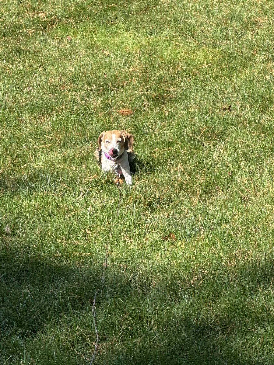 staceystring's tweet image. My son is trying to mow the lawn.  Nahla has other plans for him 😂😂😂😂