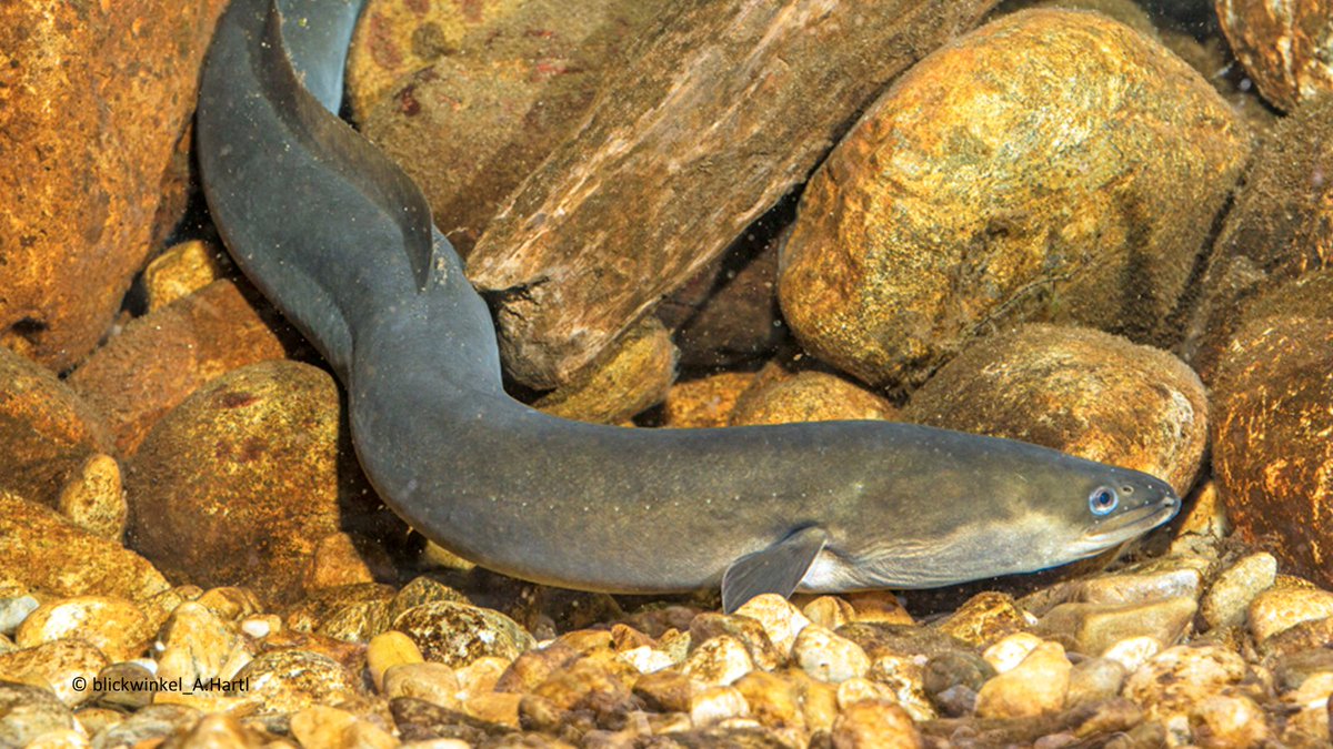 IUCN Eastern Europe and Central Asia tweet media