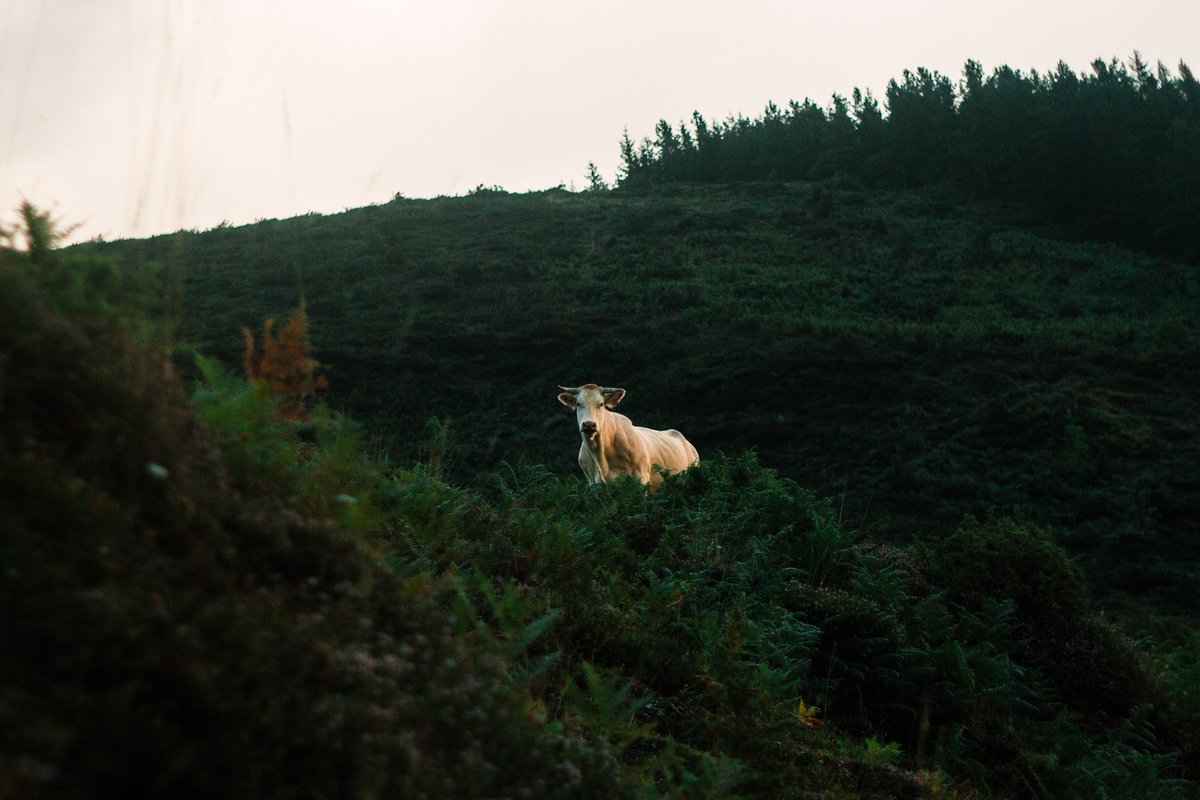 devisu_art's tweet image. Une soirée à regarder les vaches passer 📸