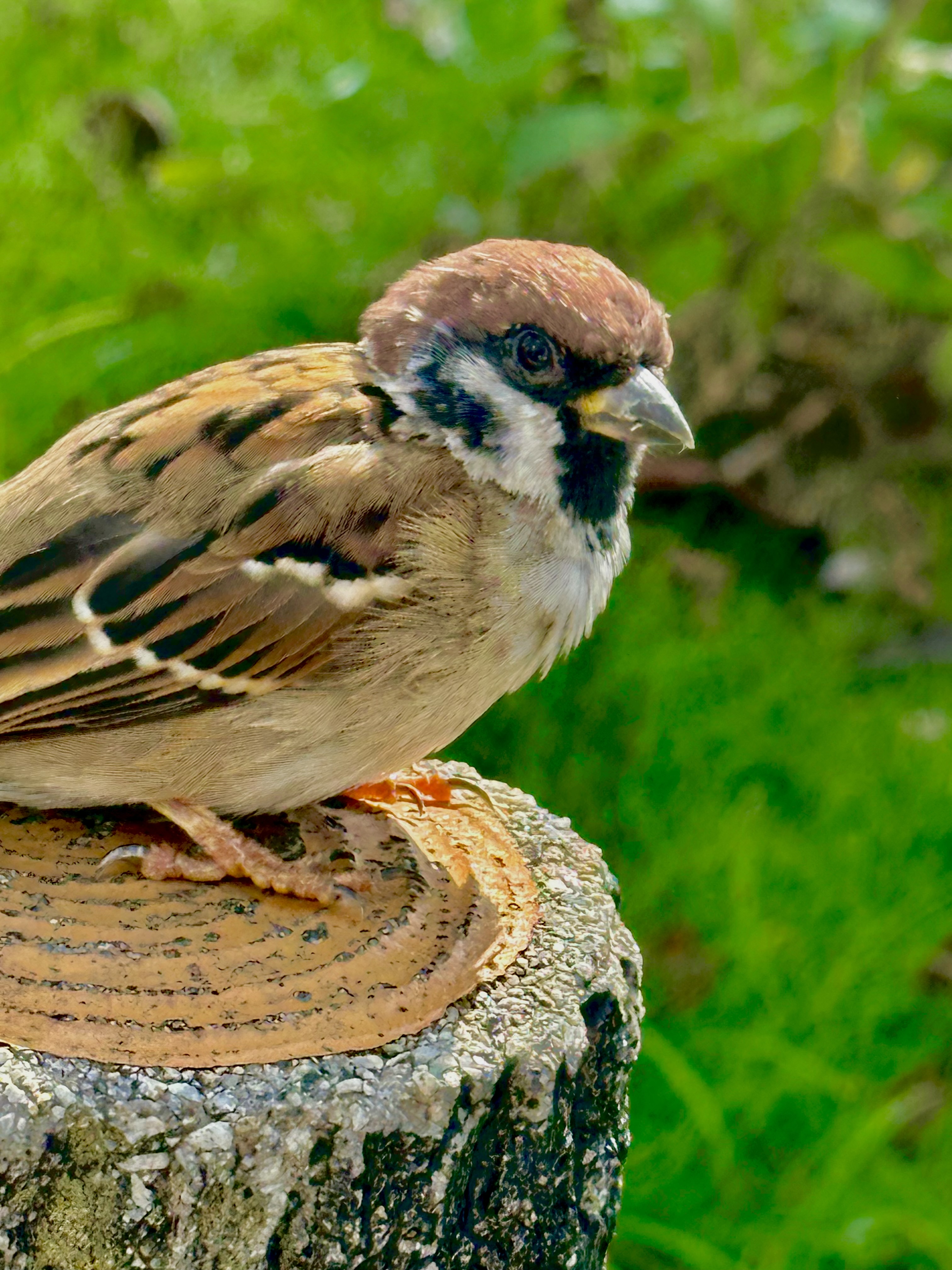 スズメ 角川裕明 on X: 