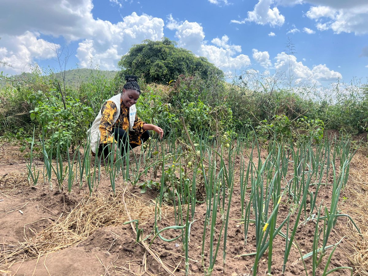 Boosting food security: Onion production at a center of excellence in Karamoja!