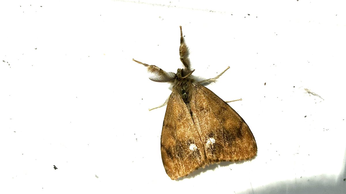 Vapourer Moth in our garden today.