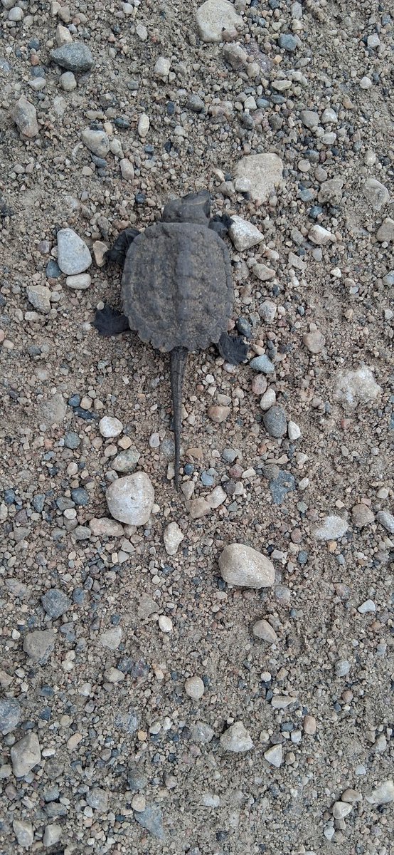 Was out on a walk this morning with Storm and on the way back I noticed a rock moving in the middle of the road. Turns out it wasn't a rock, but a baby snappy.