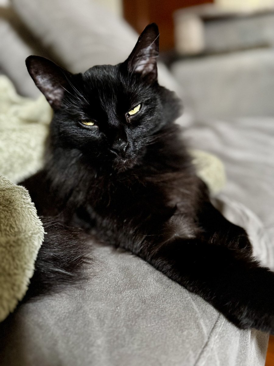 catnipaddicts's tweet image. You dare disturb my nap and bring no tuna? Bold… 🖤 Day 5 of #OrangeOrBlackCatober