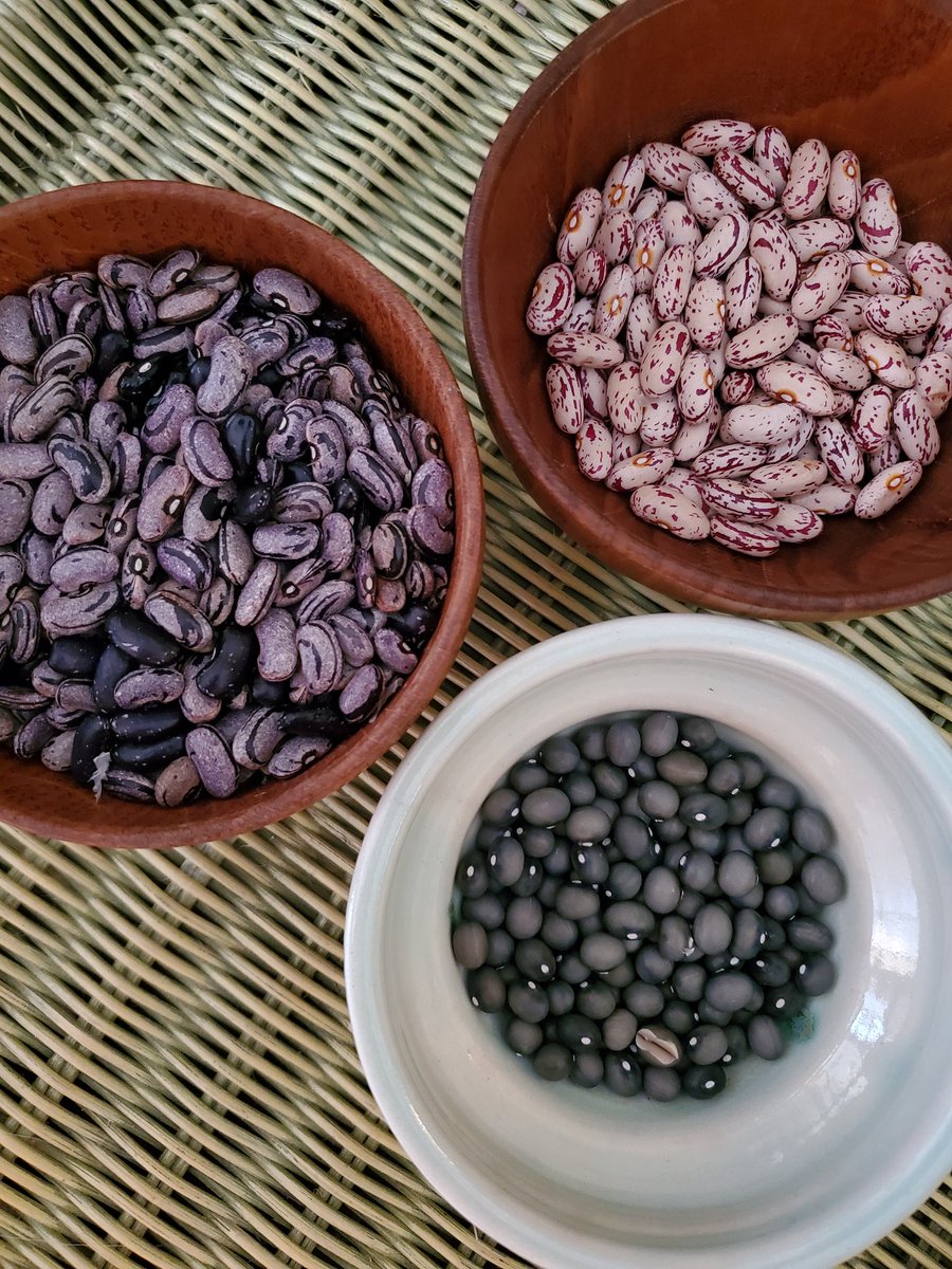 The home garden bean harvest