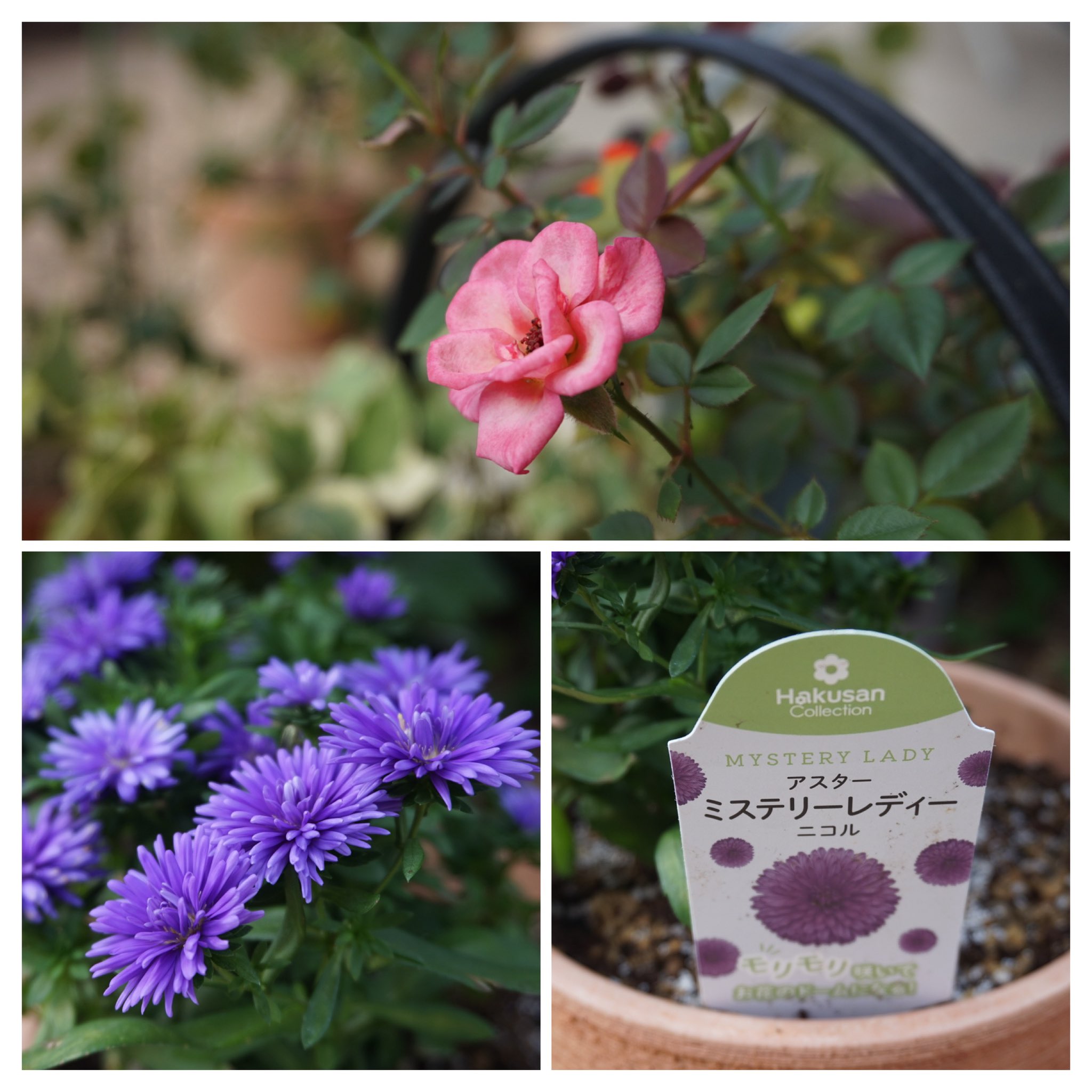 narumiの癒し🌱🪴🌹 (@Qoj7g7wgvdmgg4v) / X