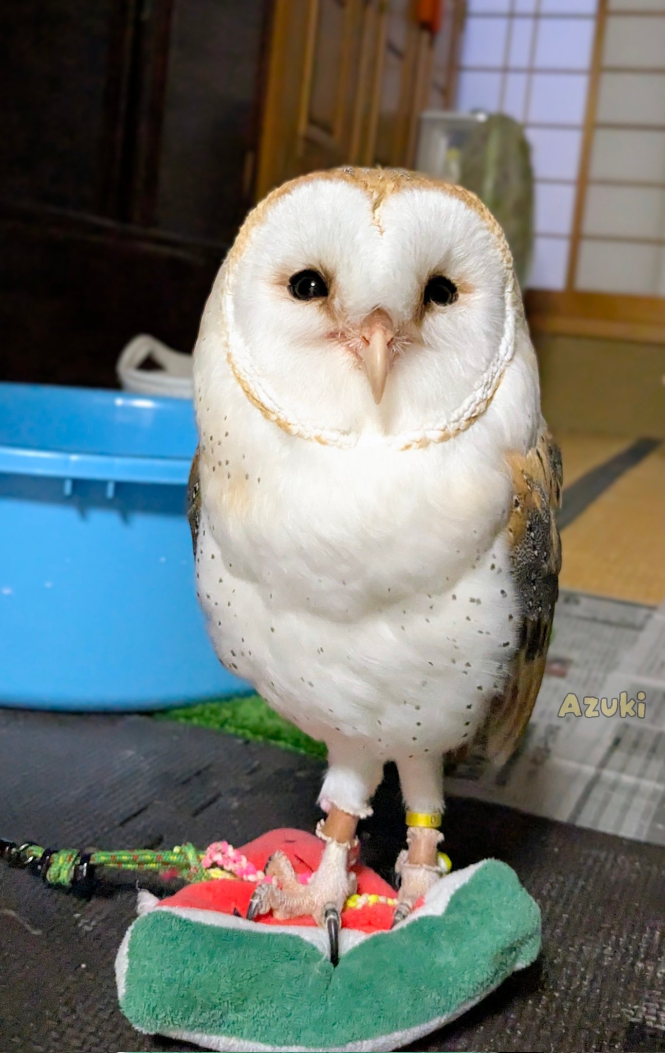 ＊恭ちゃんフクロウ君＊【メンフクロウ】＊レア たいしたことないかもしれないけど、赤ちゃんフクロウが走ってる