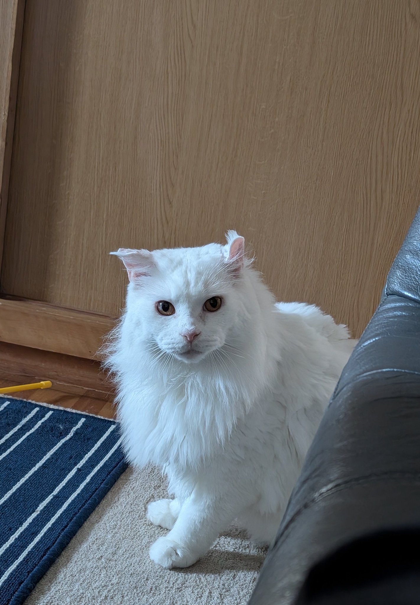 家猫メインクーン on X: 
