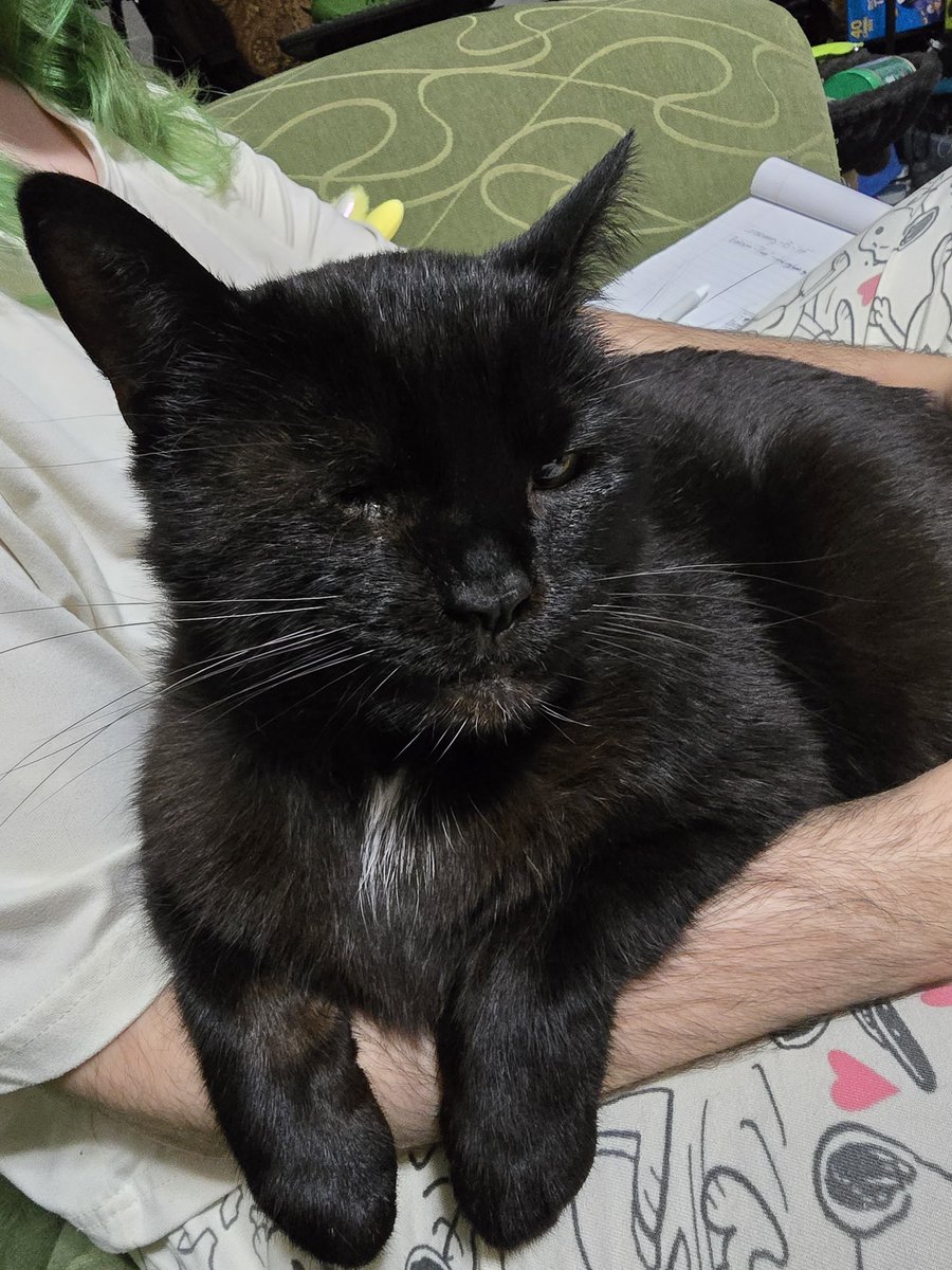 Porchthecat's tweet photo. I am 4 year old. My birfday was October 3rd!!!! I am so wise. BUT STILL BABY do not 4get https://t.co/aJ3HrYbv02