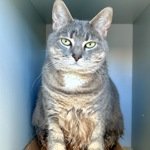 MeowMiya88's tweet photo. 📢🇺🇲🗽Please RT🚨 
36 #NYC #cats #dogs need to be rescued by 12pm Tues October 7⏳ 
🆘️EUTH AT RISK BECAUSE ABANDONED🆘️ 
Adoption/Foster/Transport inquiries📲 
Adopt@nycacc.org MLD1nycdogs@gmail.com Nycurgentcats@gmail.com Info@amsterdog.org 
https://t.co/CoGBeXMAXM https://t.co/eolsX0Xogk