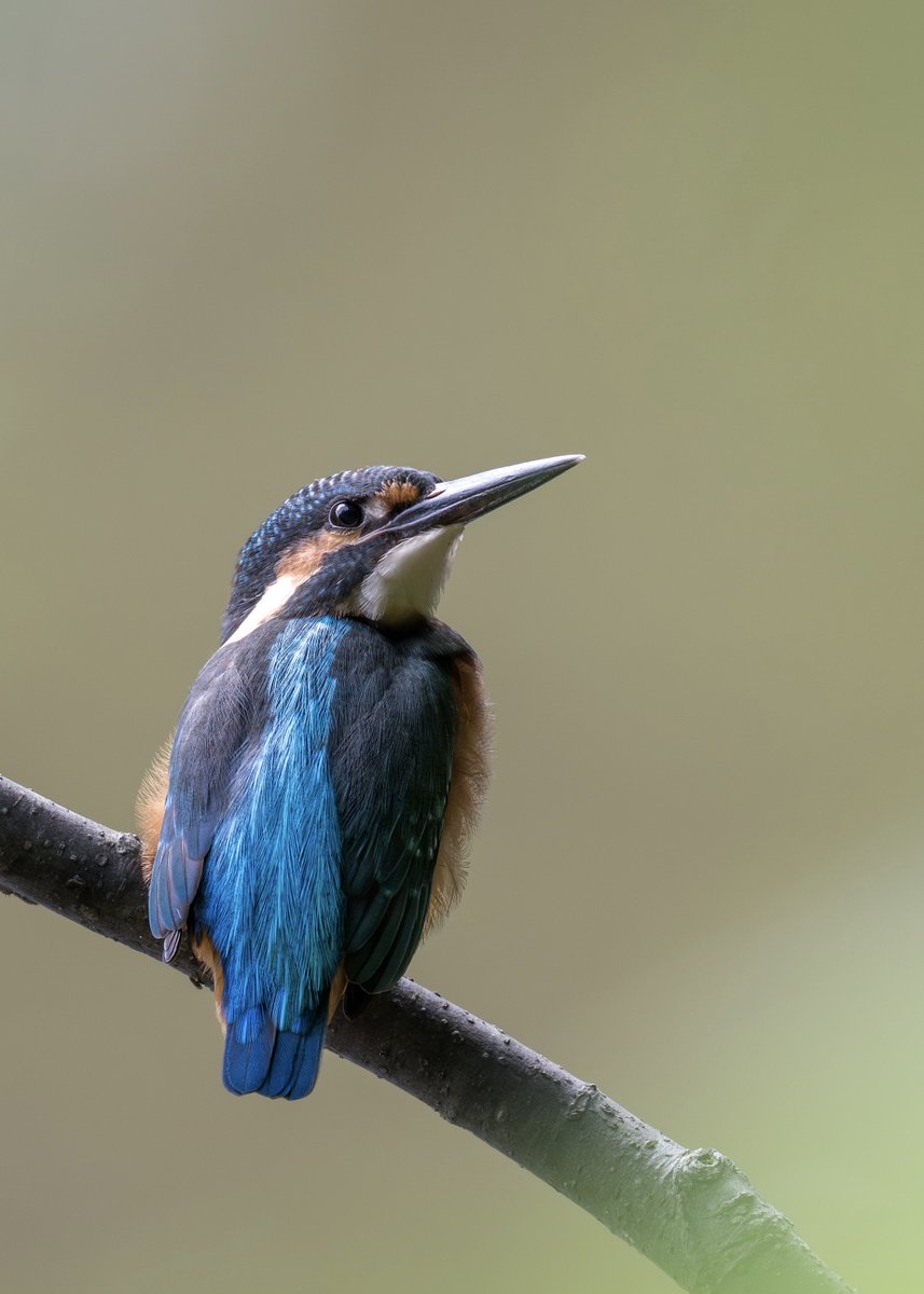 カワセミカラス 0429c.jpg