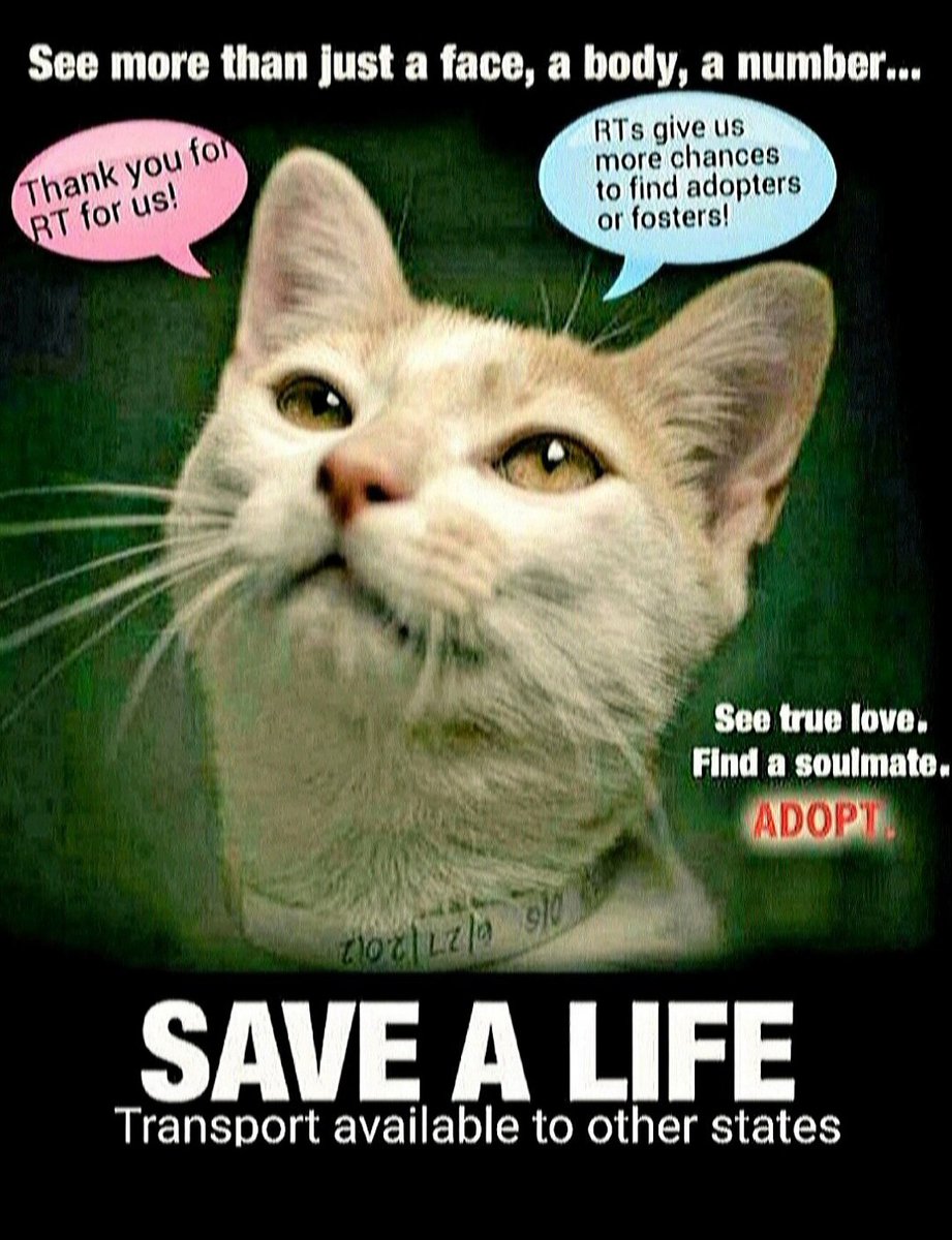 🆘️🆘️🆘️🆘️🆘️🆘️🆘️#NYC #cats #dogs EUTH AT RISK BECAUSE ABANDONED AND HOMELESS 🆘️🆘️🆘️🆘️🆘️🆘️📢🇺🇲🗽⏳🚨💔😿🐶