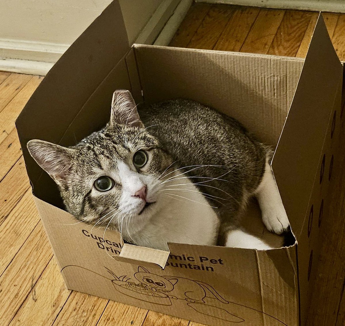 ProjectMEOW's tweet image. Meet DJ: part cat, part dinosaur, full-time box enthusiast. 📦🦖 With his prehistoric meow &amp;amp; goofy charm, this cuddly boy is ready to roar his way into your heart. 

Adopt DJ today—before Jurassic Park calls him back! ❤️ projectmeow.org/adopt/adoption… #ProjectMeow